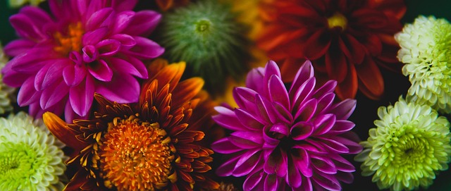 东契奇却多 东契奇却多